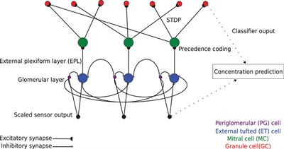 A Spike Time-Dependent Online Learning Algorithm Derived From Biological Olfaction